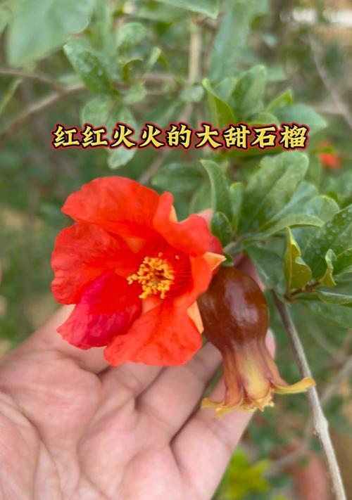 软籽石榴树与硬籽石榴树的区别（破壳难与易，果实不同情）