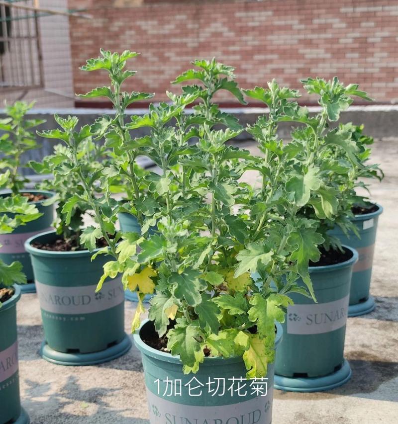 菊花蚜虫防治措施（如何有效应对菊花受蚜虫侵害）