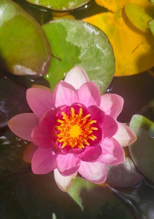 睡莲开花习性剖析（一年开花几次，开花时期、花朵特征及养殖技巧解析）