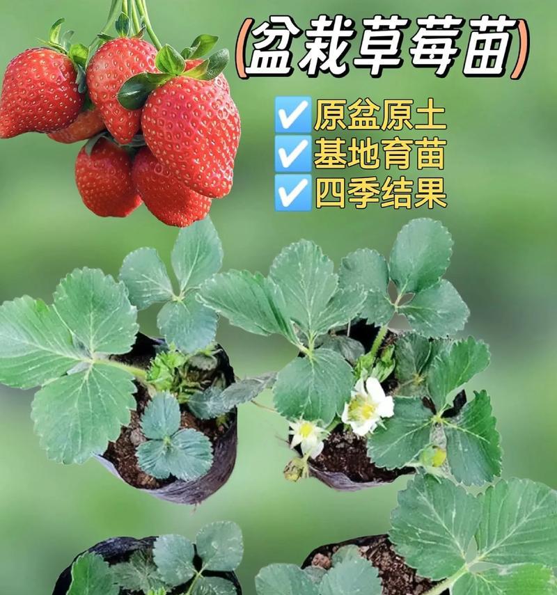 草莓的家庭养殖技巧（轻松掌握草莓养殖，享受美味果实的快乐）