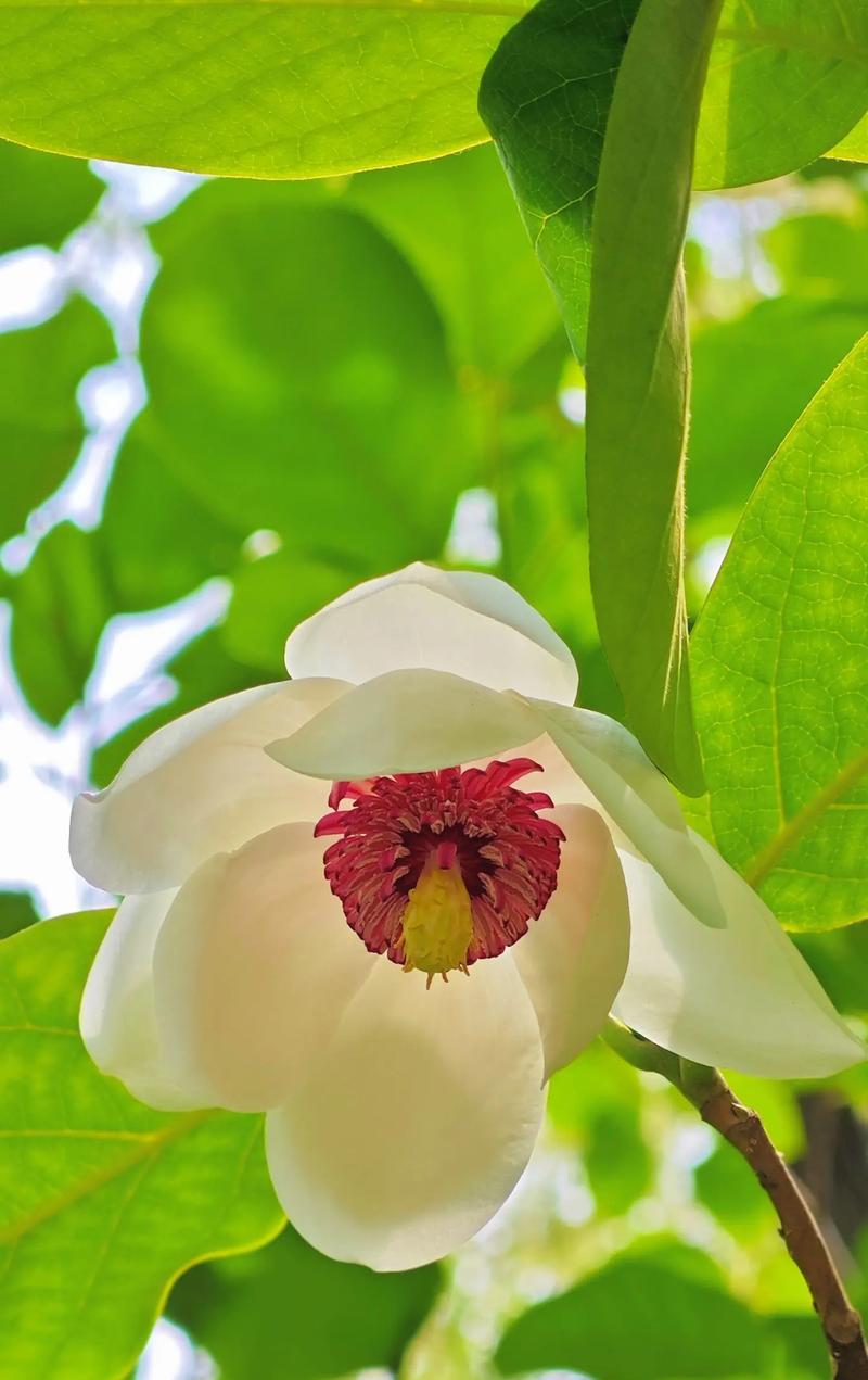 迎春花，诠释生命之美（以“生”为主题，探究迎春花的花语与生命故事）