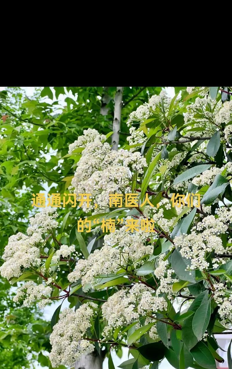 石楠花的开花时间（什么时候赏石楠花最好）