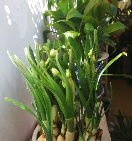 水仙花开花季节与条件剖析（揭秘水仙花开花时机与所需条件，让您了解更多）