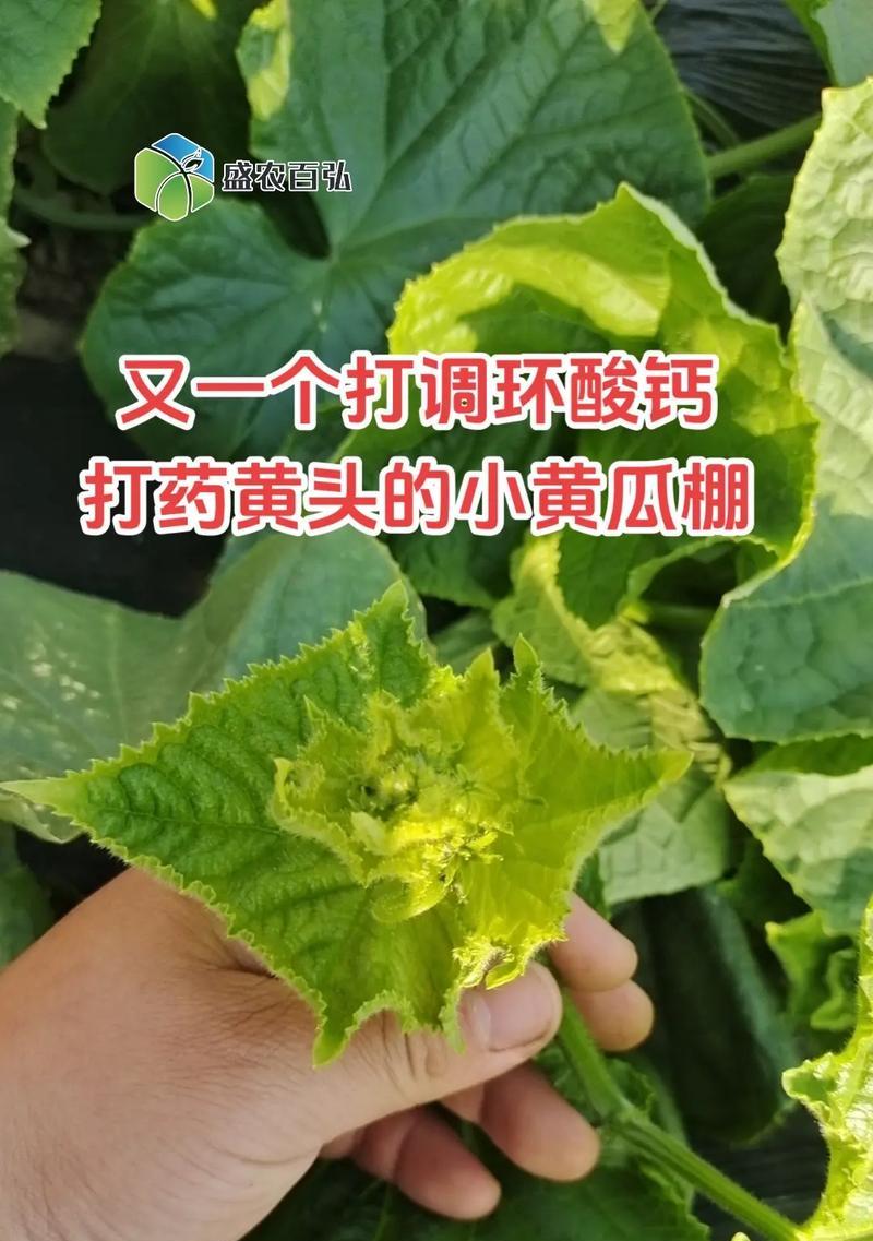 黄瓜的性质（探究黄瓜的营养价值和性质特点）
