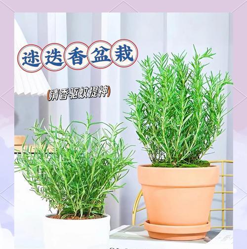 迷迭香的种植与用途（探索迷迭香在厨房、健康和美容中的多重用途）