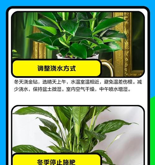 金钻叶子黄点原因分析及处理方法（解读金钻叶子黄点的成因，探讨有效的处理方式）