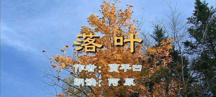 法桶树落叶管理指南（保护环境、处理法桶树落叶的正确方法）