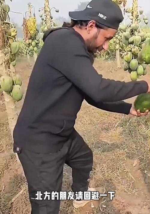 花生是树上还是地上的作物？（探究花生的生长环境及其种植方式）