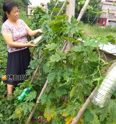 如何正确地打顶苦瓜？（时间和方法步骤）