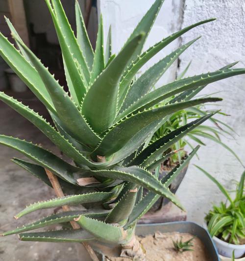 芦荟的室内养护技巧（适合室内养护的芦荟种类和注意事项）