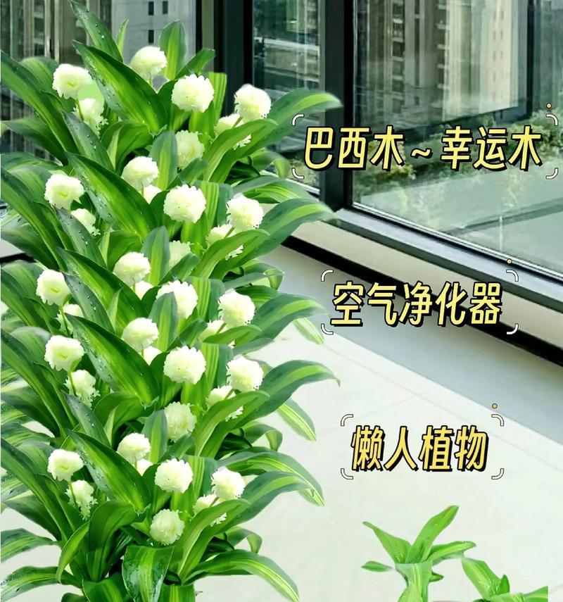 巴西木有没有生长的奥秘（探索巴西木生长的关键因素及判断方法）