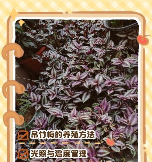 吊竹梅叶子卷曲原因及处理方法（挽救吊竹梅）