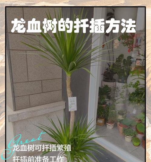 龙血树冬季浇水的技巧（掌握龙血树冬季浇水要点，助你打造繁茂的园林景观）
