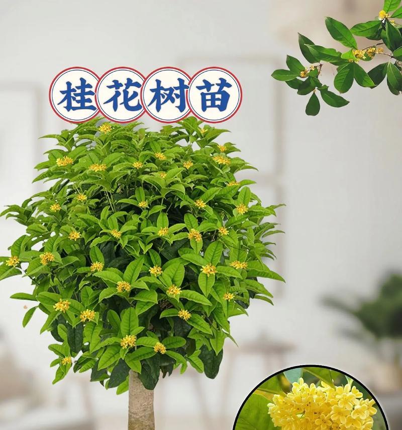 桂花苗的培育方法（以桂花苗是怎么培育出来的）