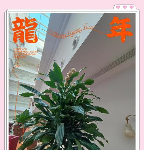 怎样处理螺纹铁叶子耷拉的问题（螺纹铁叶子的修剪和保养技巧）