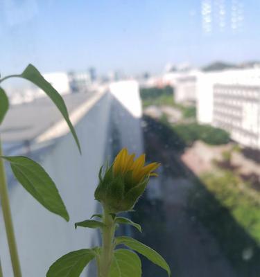 水晶草的播种与繁殖技巧（探秘水晶草如何通过播种繁衍生息）