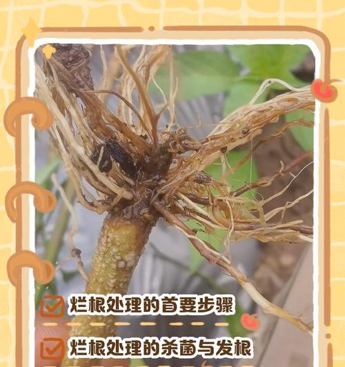 万重山花烂根如何挽救（保护生态环境，重建万重山的花海）