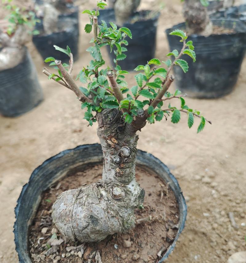 以大榆树桩制作的创意作品（利用大榆树桩创造出独特的艺术品和家居装饰品）