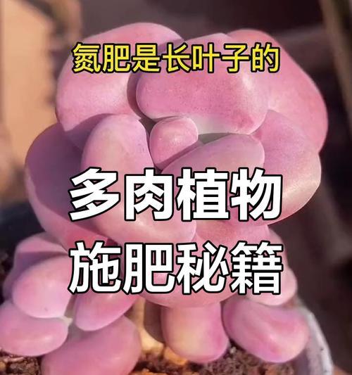 多肉怎样养得肥胖又可爱（打造萌萌哒多肉小肉球，肥胖秘籍揭密！）