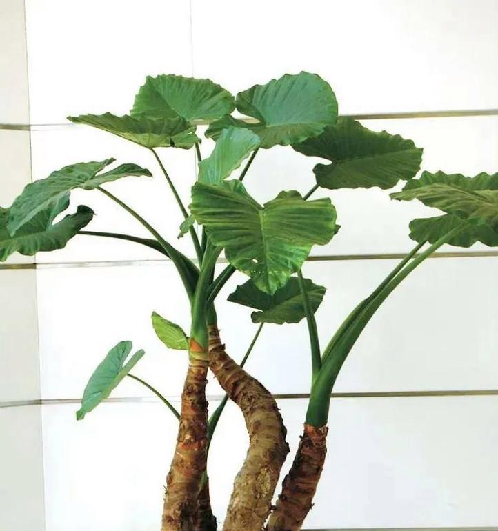 揭秘植物叶子滴水的奥秘（水滴背后的生命智慧）
