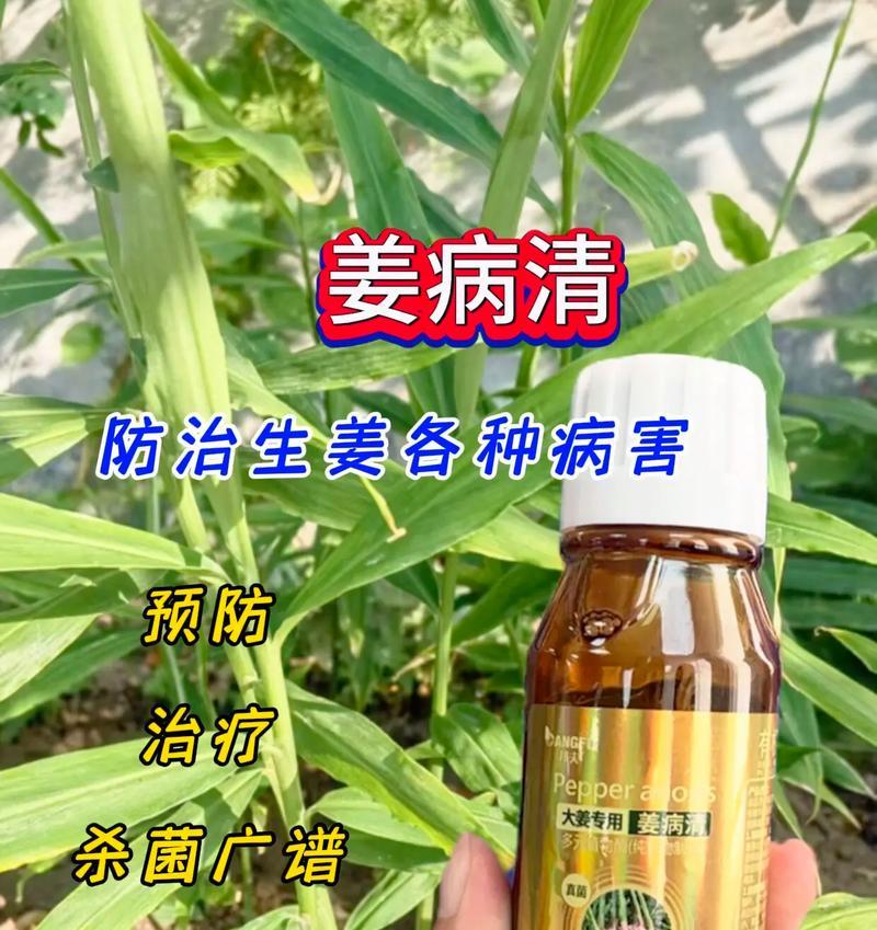 生姜皮的妙用——可做有机肥料（从厨房废弃物到花园宝藏，让生姜皮变废为宝）