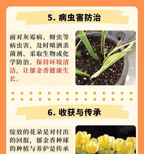 夏季郁金香种球的种植技巧（从选购到养护，打造绚丽夏日花海）