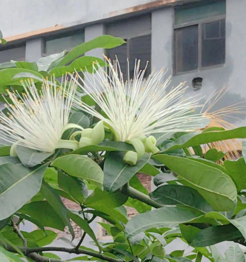 发财树花期究竟多长时间？（探究发财树花期、如何促进开花、开花与不开花的原因分析）