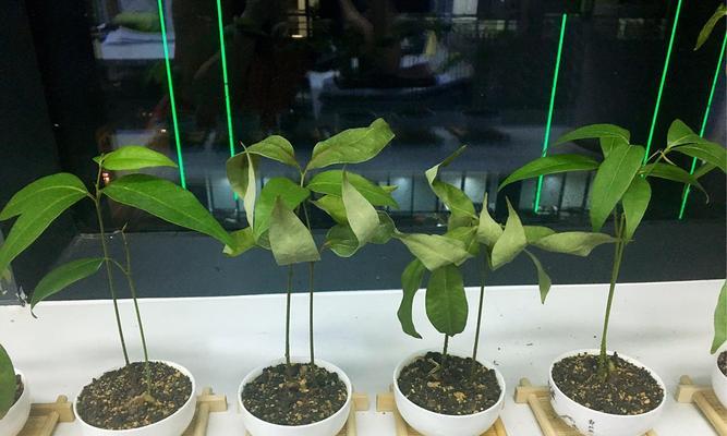 寝室里适合摆放的植物种类剖析（打造舒适的寝室环境，这些植物不能错过）