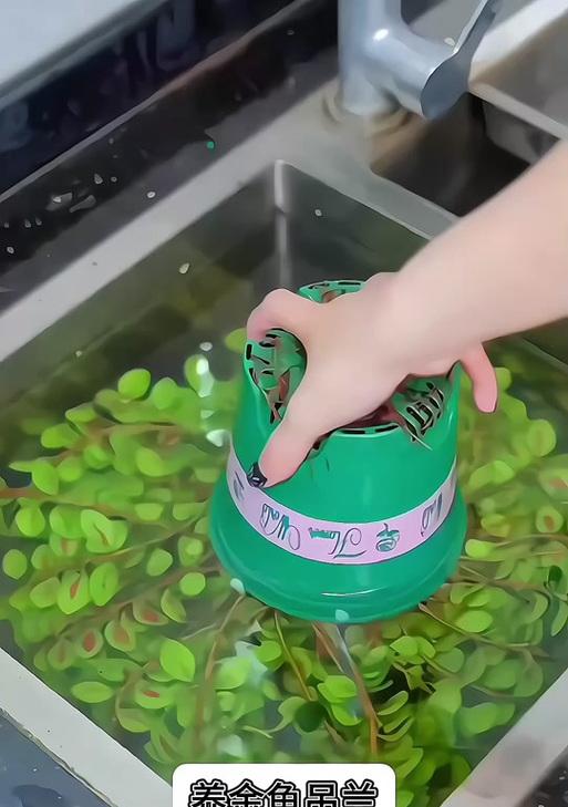 夏天怎样为吊兰浇肥？（掌握关键技巧，让吊兰茁壮成长）