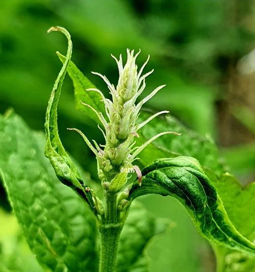 藿香菊的养殖技巧与注意事项（打造美丽花坛，从藿香菊开始）