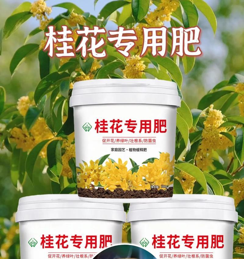 桂花施肥技巧，让其生长迅猛（如何为桂花施肥？施肥技巧、注意事项全解析）