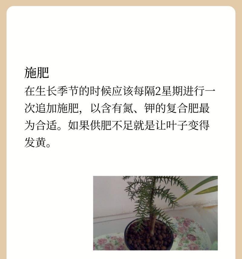 盆景澳洲杉的土壤更换技巧（为您的盆景澳洲杉提供健康的土壤环境）
