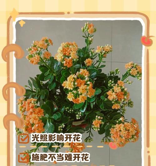 长寿花开花后的管理秘籍（打理长寿花，让其持久绽放生机）