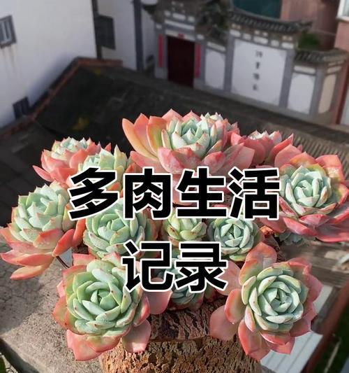香水多肉老桩繁殖技巧大揭秘（了解香水多肉老桩繁殖的方法与要领）