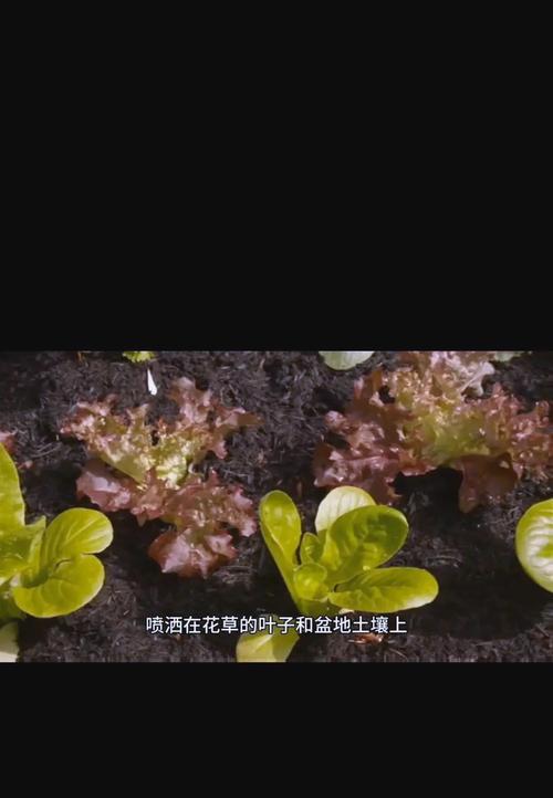 花草土中小飞虫问题解决方法（掌握关键技巧，轻松消除小飞虫困扰）