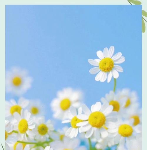 花语之坚强（探秘哪些花代表坚韧不拔的意志）