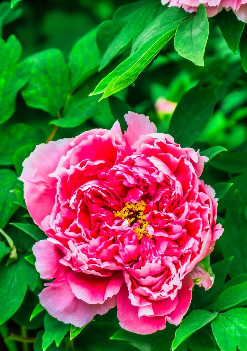 迷人的牡丹花——探秘不同颜色的美丽（从红到白，品味牡丹花的多彩色彩）