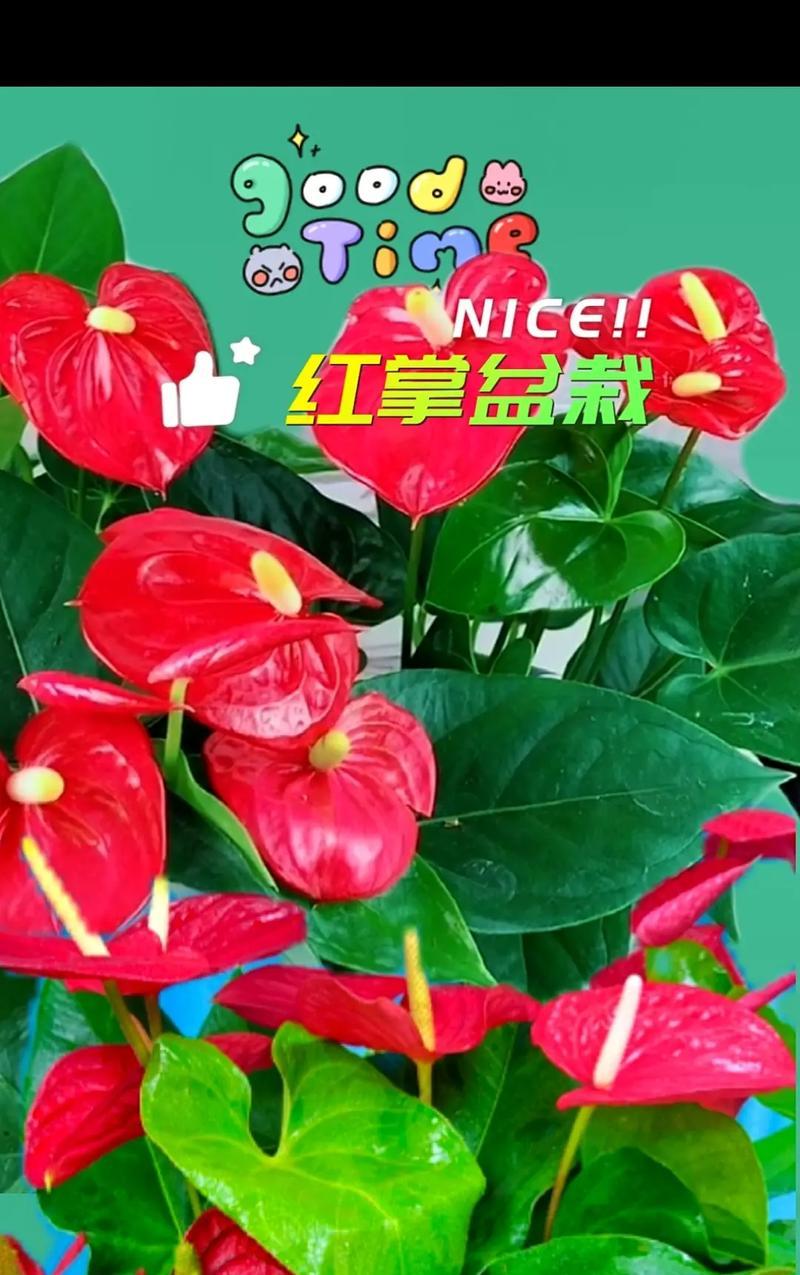 用水养红掌的养护技巧（打造健康繁盛的红掌之道）