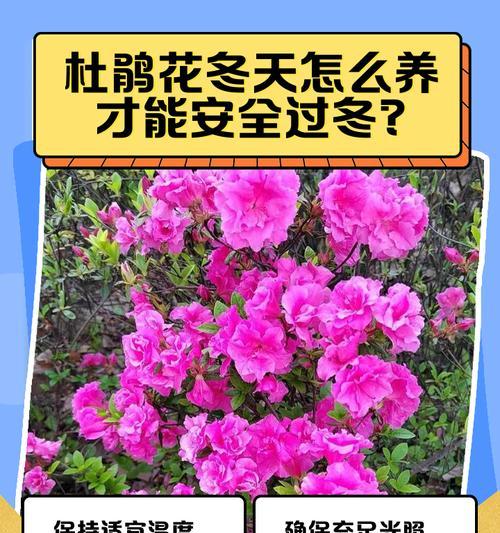 冬天养护西洋鹃的秘诀（让西洋鹃在寒冷的冬季绽放春天的美丽）