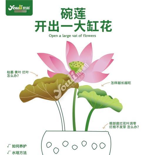碗莲冬季又发芽了怎么办？（解决碗莲冬季发芽问题的方法）