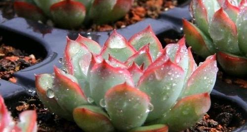 花月夜开花后的护理方式（让您的花园绽放最美的花朵）