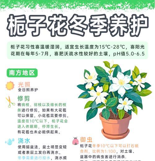 栀子花的枯萎与救治（如何防止栀子花枯萎，让花朵重现生机）