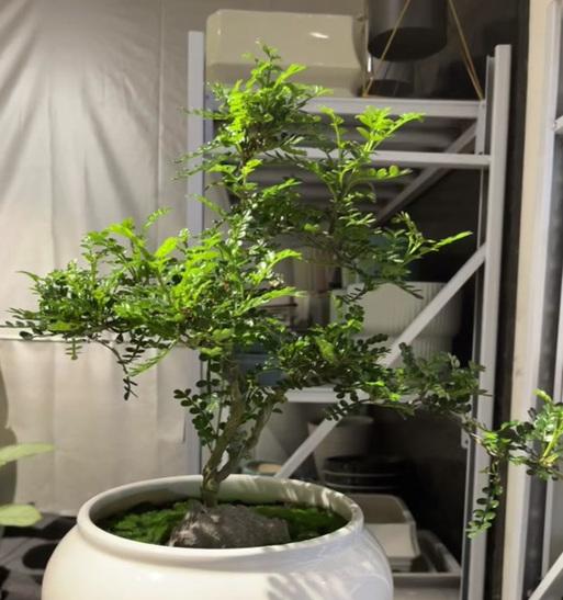 夏日浇水之道（了解北方清香木的需水量与浇水频率，让夏天的绿植更茂盛）