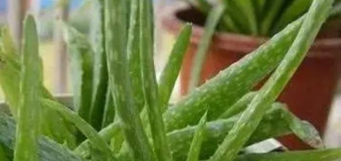 芦荟叶子为何萎缩？（探究芦荟叶子萎缩的原因及解决方法）
