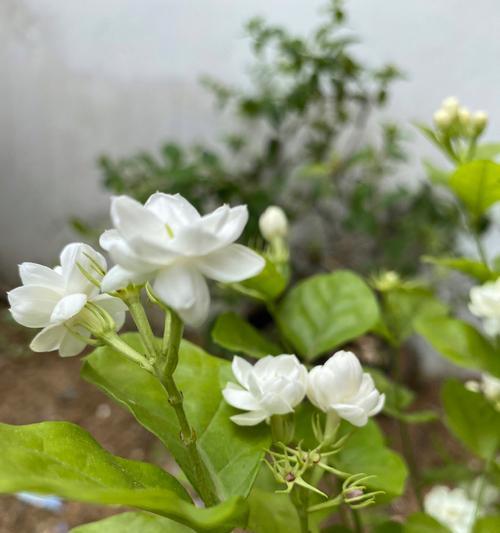 金银花叶子蔫了，该如何救治？（金银花叶子蔫了，可能的原因和应对措施）