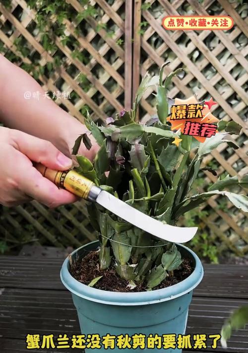 黄豆水浇蟹爪兰的好处（植物好帮手，让蟹爪兰茁壮成长）