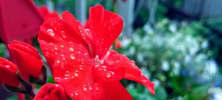 如何正确修剪扶桑花——打造美丽花园的秘诀（掌握扶桑花修剪的技巧，让花园绽放生机）