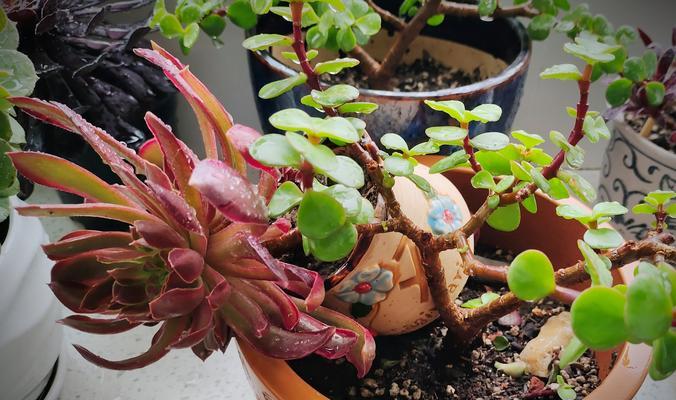 多肉植物繁殖技巧（轻松学习如何正确取下多肉植物的侧芽）