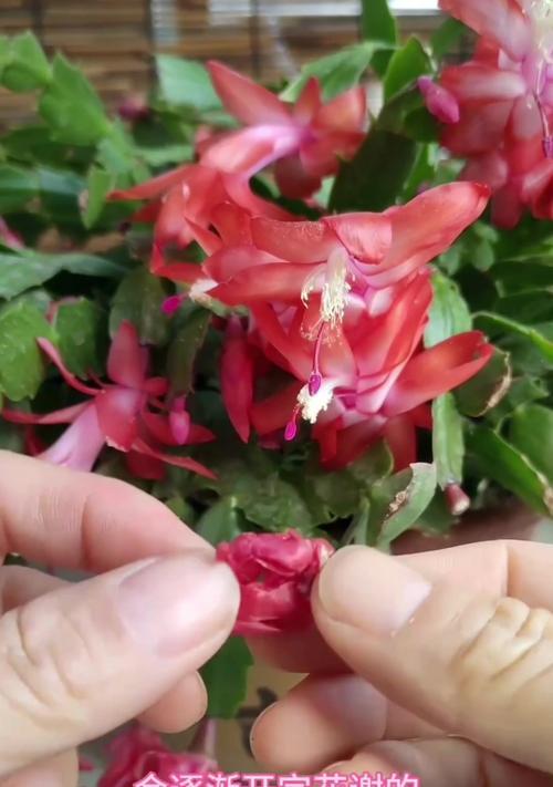 蟹爪兰花叶发黄的原因及解决方法（揭开蟹爪兰花叶发黄的秘密，让你的植物重新焕发生机）