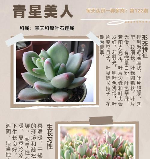 白美人多肉植物的养殖技巧（让你的白美人多肉植物充满生机的秘诀）